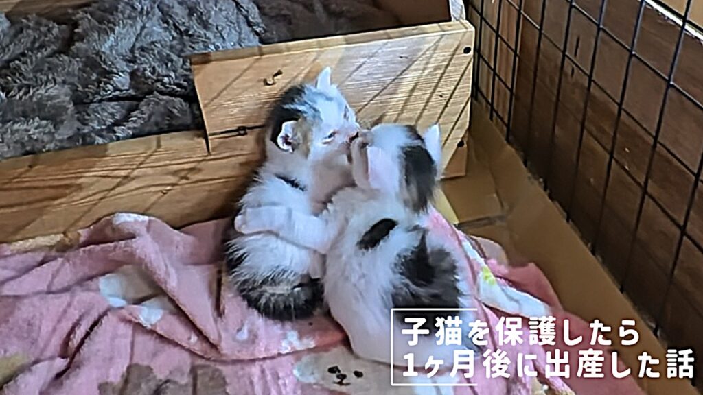 【子猫を保護したら１ヶ月後に出産しました】3週間を過ぎたピピとペペの成長記録🐈️ #cat #kitten