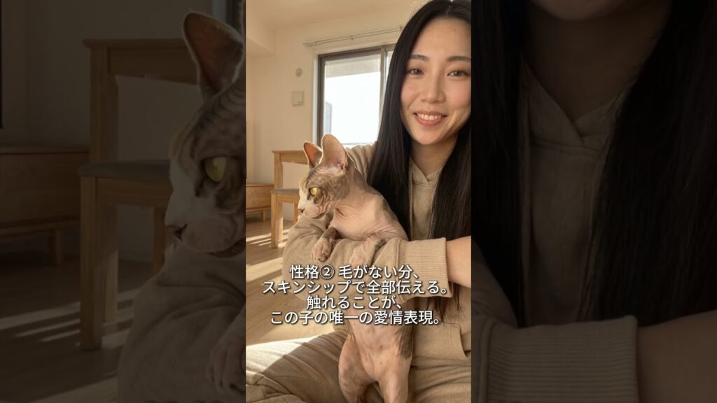 毛がないのに触りたい。スフィンクスが「生きているホットパック」と呼ばれる理由 #猫のいる暮らし #猫のいる幸せ #猫のいる日常 #ねこすたぐらむ #癒やし動画 #猫あるある #スフィンクス #無毛猫
