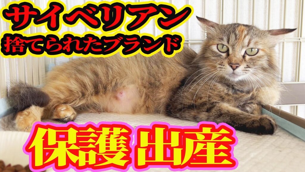 【サイベリアン保護】子猫4匹譲渡決定 ブランド猫が野良猫に まさかの奇跡が起きました・・・ 経過報告 【サイベリアン保護】子猫4匹譲渡決定 ブランド猫が野良猫に まさかの奇跡が起きました・・・ 経過報告