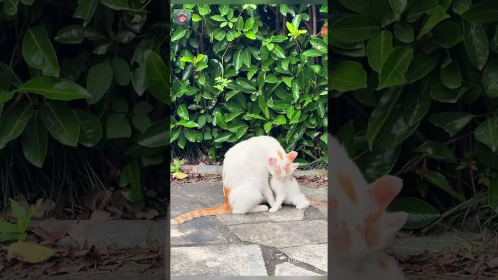 Mother cats and their kittens#cat #kitten