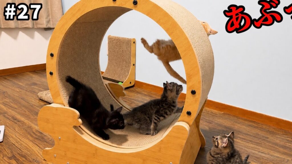 子猫用の大車輪がアトラクションすぎて宙に舞う