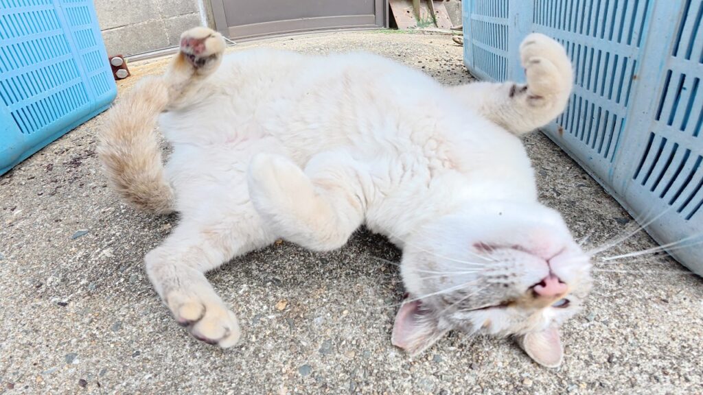 シャム猫がゴロンと転がって「もっとモフって！」と要求してきた