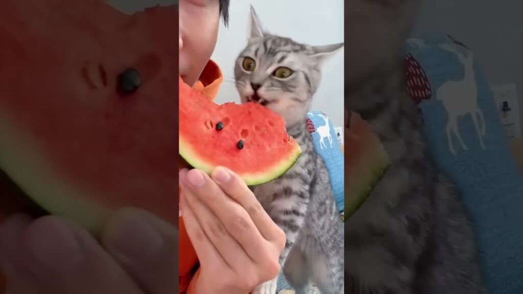 Cute cat face #cats #funny #funntcats #catshorts Cute cat face #cats #funny #funntcats #catshorts
