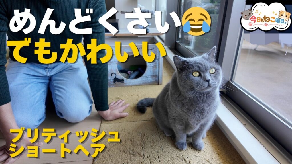 ブリティッシュショートヘア、飼って一番困るのはこれでした😂 ブリティッシュショートヘア、飼って一番困るのはこれでした😂