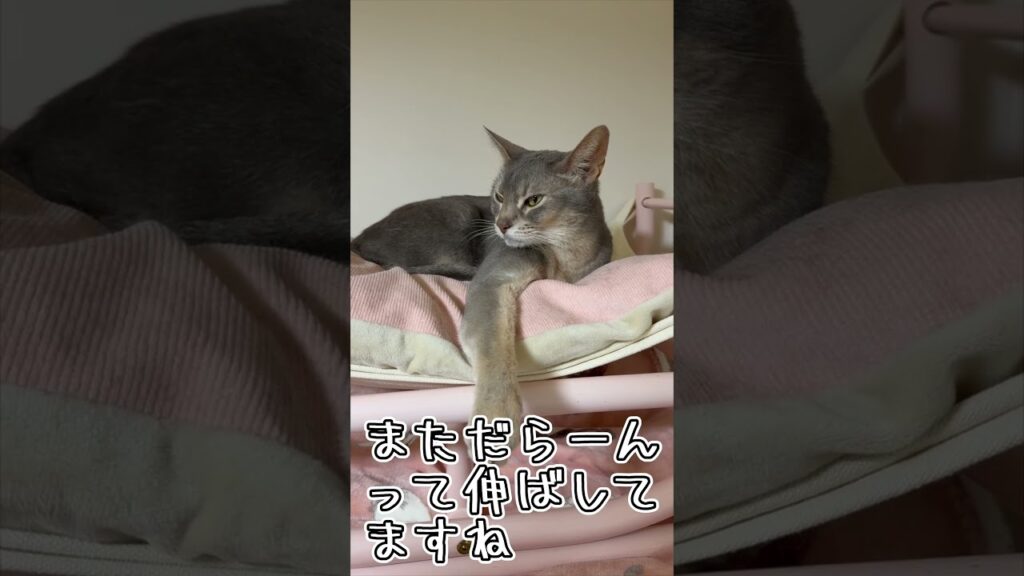 アビシニアンとは その63 お手てを伸ばして寛ぐのが大好きな猫 #shorts #猫 #アビシニアン アビシニアンとは その63 お手てを伸ばして寛ぐのが大好きな猫 #shorts #猫 #アビシニアン
