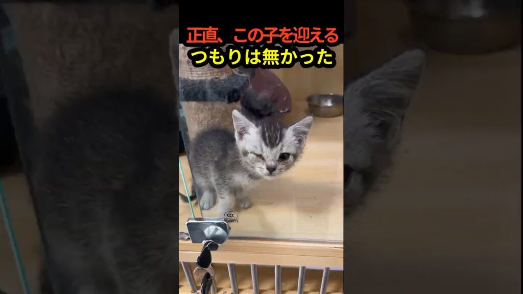 誰にも選ばれなかった子猫…子どもたちが起こした奇跡