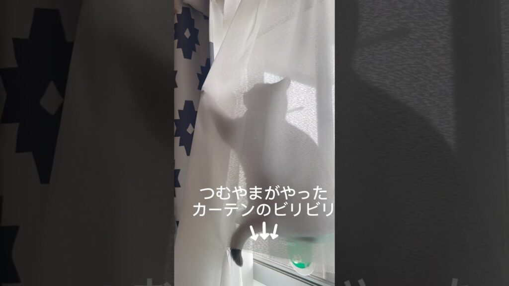 カーテンを破るつむやま〜【シャルトリューつむやまのカーテンビリビリ日記】 #猫 #猫好きさんと繋がりたい #chartreux #ネコ #シャルトリュー #cat #ねこ #猫のいる暮らし