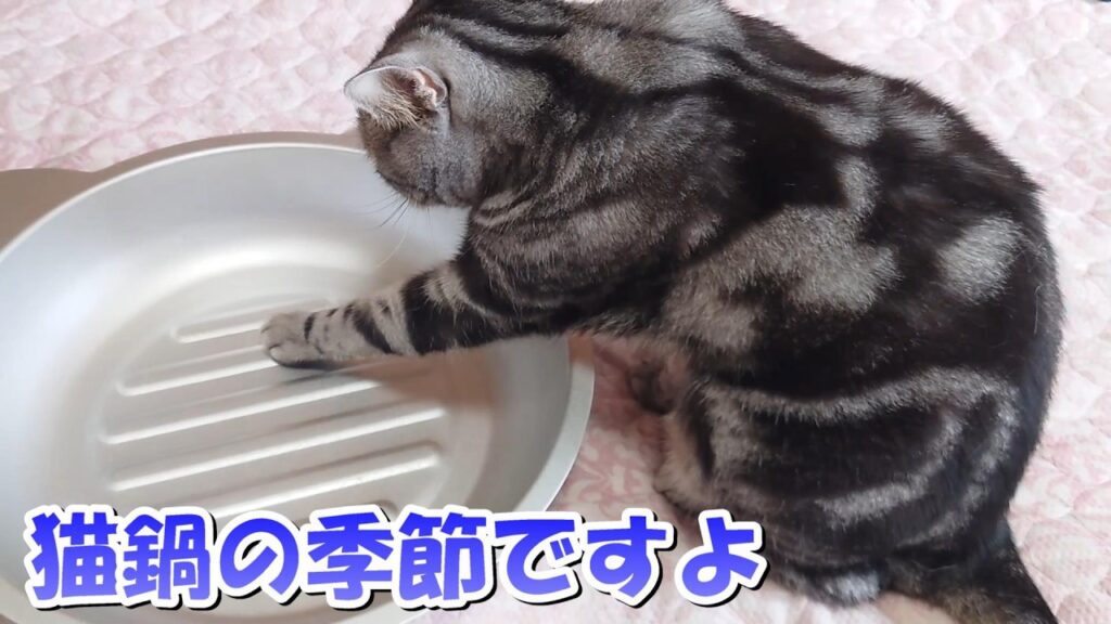 猫鍋の季節ですよ!6月下旬(アメリカンショートヘア) 猫鍋の季節ですよ!6月下旬(アメリカンショートヘア)