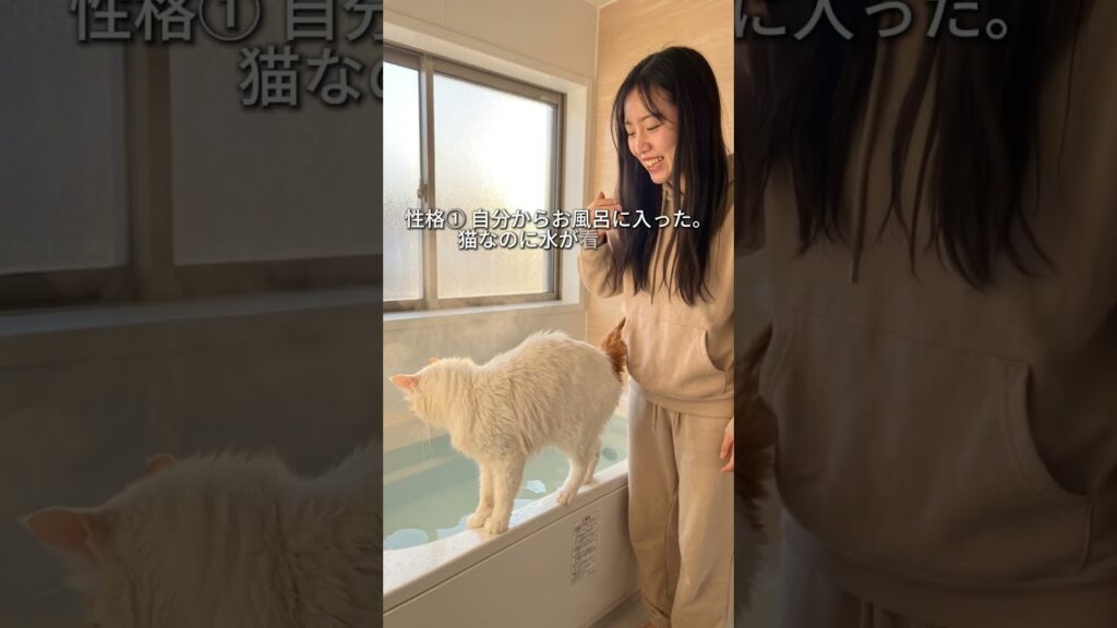 自分からお風呂に入る猫がいる。ターキッシュバンが「世界唯一の水泳猫」と呼ばれる理由 #猫のいる暮らし #猫のいる幸せ #猫動画 #猫のいる日常 #猫好き #ターキッシュバン #水泳猫  #オッドアイ猫