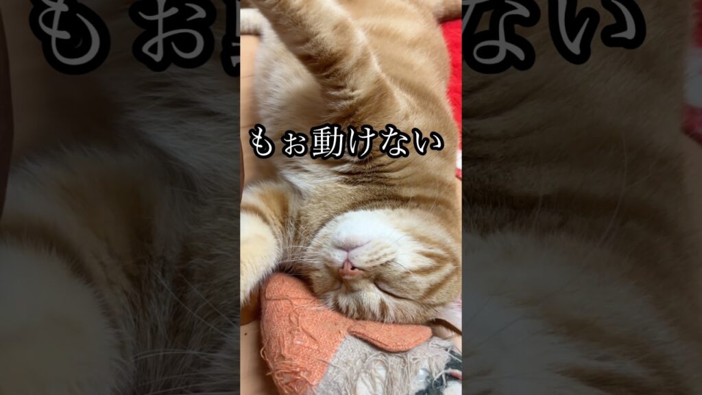 もぉ動けない 猫 アメリカンショートヘア cat うめ