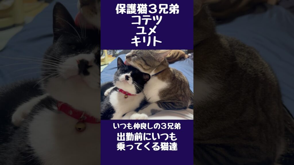 【保護猫3兄弟】出勤前にいつも乗ってくる猫達【こゆきチャンネル】 #保護猫 #子猫 #保護猫と暮らす 【保護猫3兄弟】出勤前にいつも乗ってくる猫達【こゆきチャンネル】 #保護猫 #子猫 #保護猫と暮らす