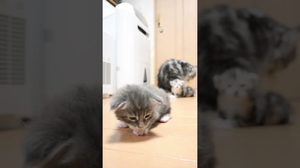 縫いぐるみのようなメインクーン赤ちゃんジョニー君