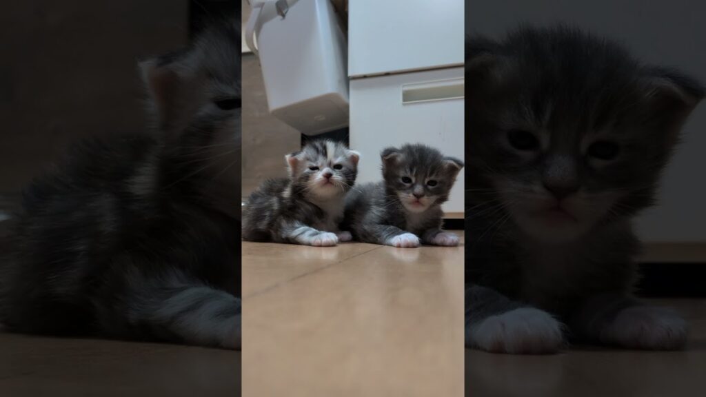 可愛い寝起きのメインクーン赤ちゃん達