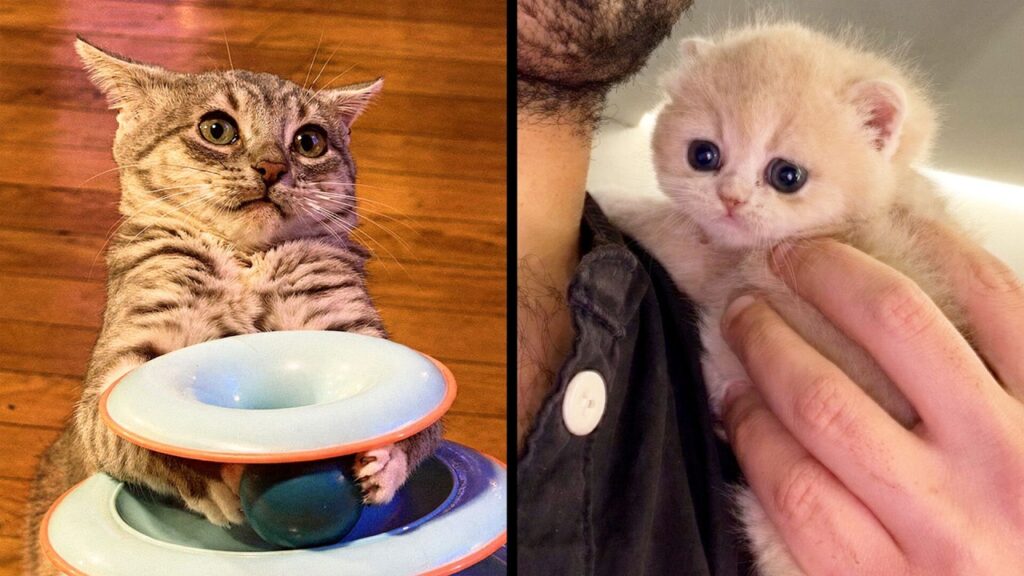 Best Kitten Videos On The Internet