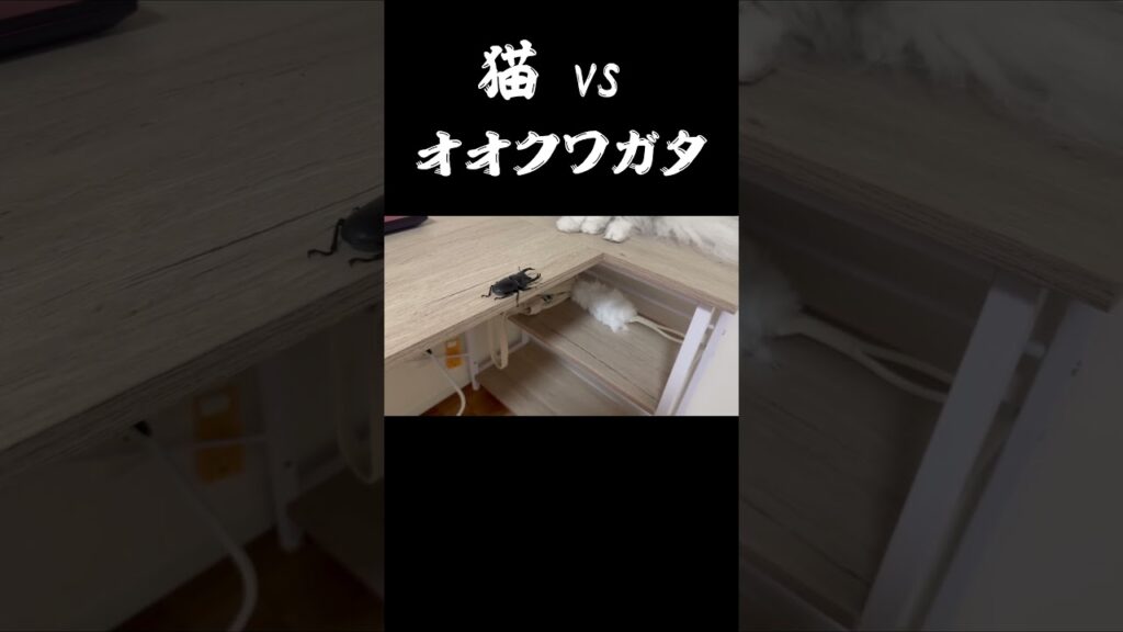 猫 vs オオクワガタ まさかの結末! #shorts #ペルシャ猫 #オオクワガタ 猫 vs オオクワガタ まさかの結末! #shorts #ペルシャ猫 #オオクワガタ
