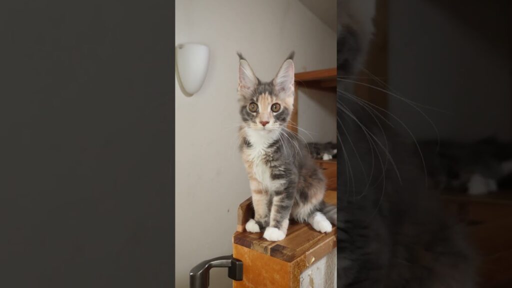 抱っこが好きなメインクーン子猫の安寿ちゃん