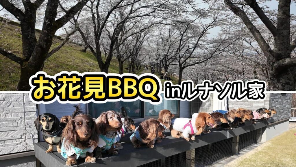 お花見BBQでルナソル家に集まった17匹の【ミニチュアダックスフンド】 お花見BBQでルナソル家に集まった17匹の【ミニチュアダックスフンド】