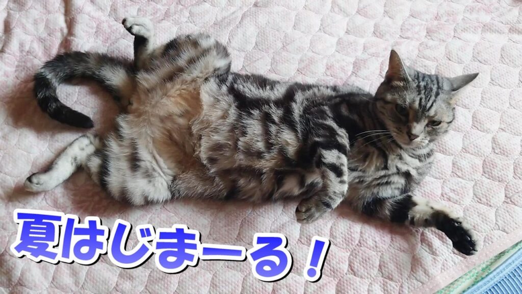 夏はじまーる!梅雨も終わり!(アメリカンショートヘア) 夏はじまーる!梅雨も終わり!(アメリカンショートヘア)