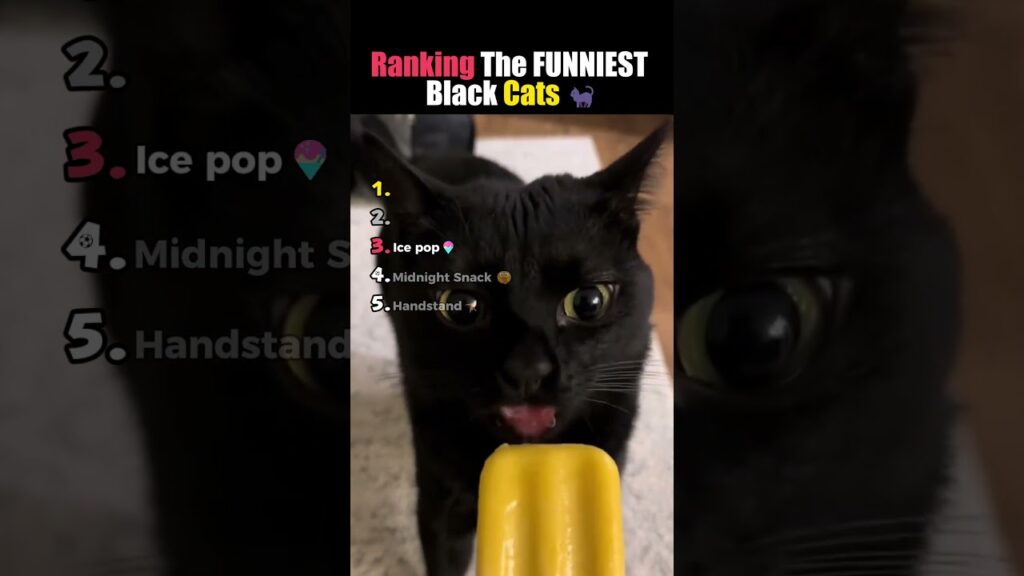 Ranking the Funniest Black Cat Moments 🐈⬛😂 #shorts Ranking the Funniest Black Cat Moments 🐈⬛😂 #shorts