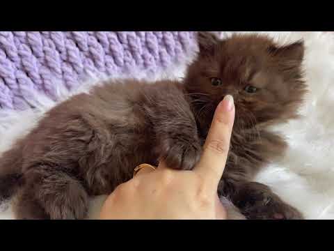 Cute and funny fluffy brown kitten named Toffik 1, 5 months old Cute and funny fluffy brown kitten named Toffik 1, 5 months old