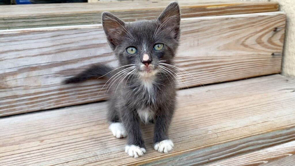 Tiny Kitten Asks Human for Help! Tiny Kitten Asks Human for Help!