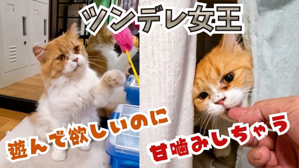 【ツンデレ炸裂】ブリーダー崩壊から保護されたラガマフィン似の美猫。おもちゃ大好きだけど触ろうとすると…?(保護猫カフェキャットスペース)中崎町A tsundere cat from a breeder 【ツンデレ炸裂】ブリーダー崩壊から保護されたラガマフィン似の美猫。おもちゃ大好きだけど触ろうとすると…?(保護猫カフェキャットスペース)中崎町A tsundere cat from a breeder