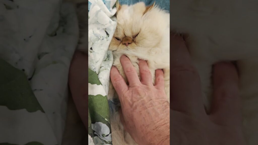 'Unwrapping' a Himalayan Persian Cat 😺