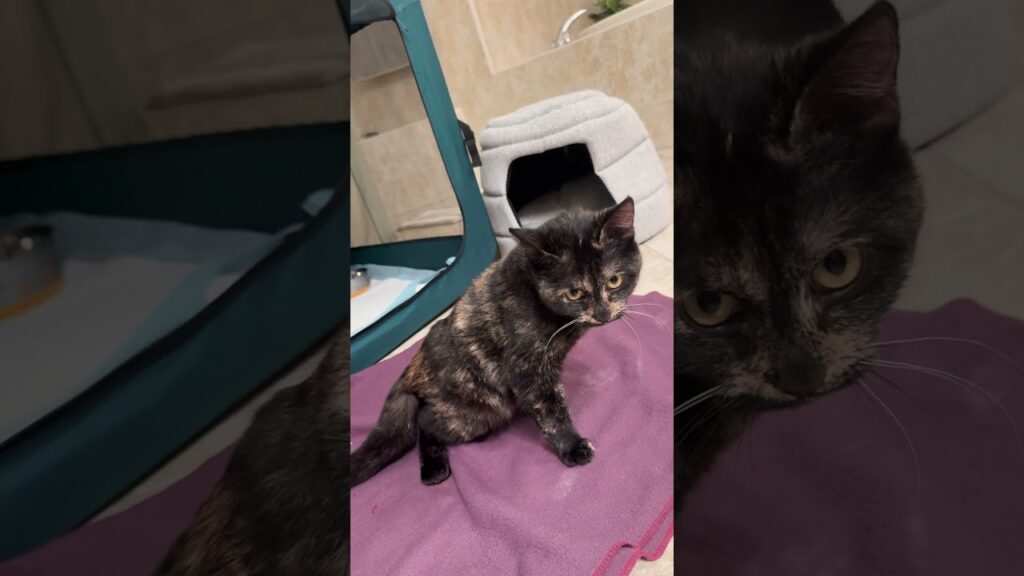 Tiny Leg Kicks Changed Everything For This Paralyzed Kitten | The Dodo
