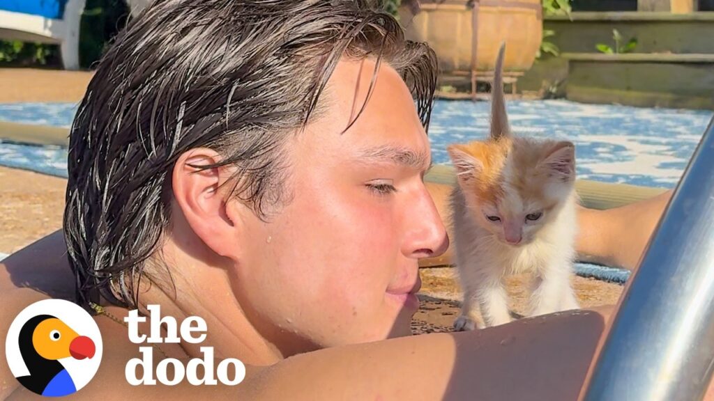 Couple Rents An Airbnb And Goes Home With A 1-Pound Kitten | The Dodo