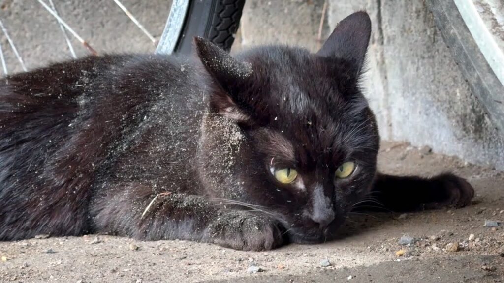 白猫になりかけたり、仲良くケンカしたりA Black Cat Who Almost Turned White