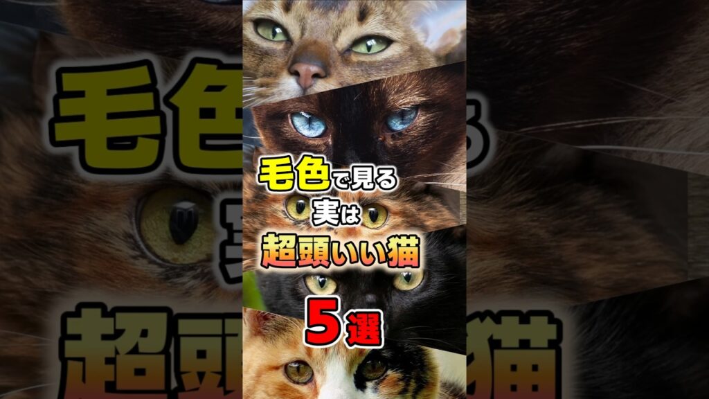 毛色で分かる?賢い性格の猫5選 #猫雑学 #猫 #ねこもよ 毛色で分かる?賢い性格の猫5選 #猫雑学 #猫 #ねこもよ