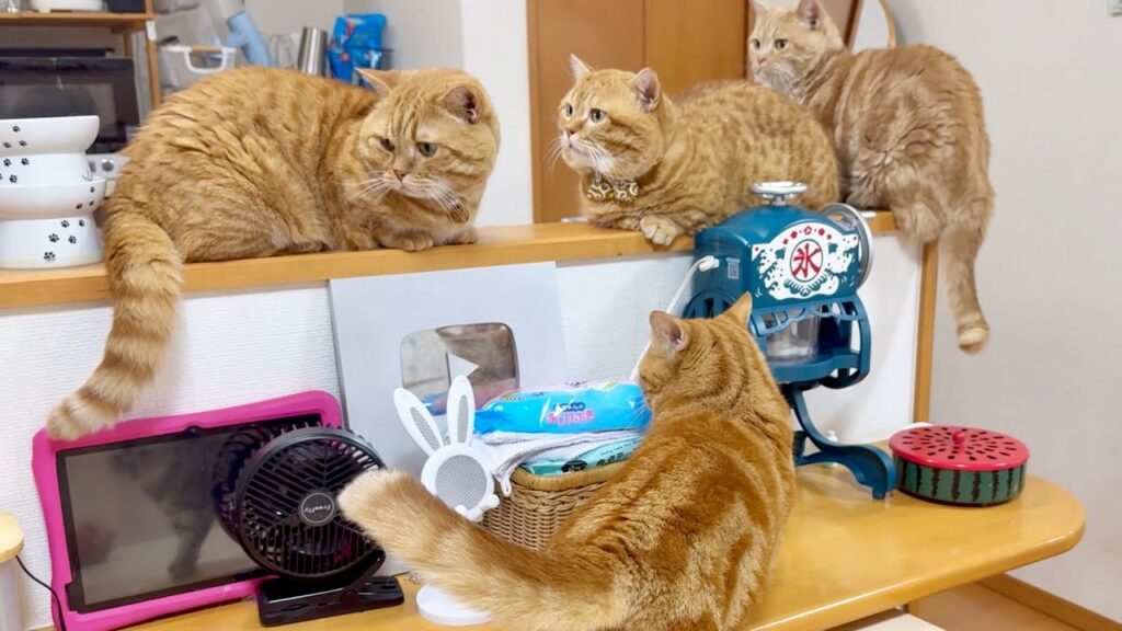 マンチカン組揃い踏み! マンチカン組揃い踏み!