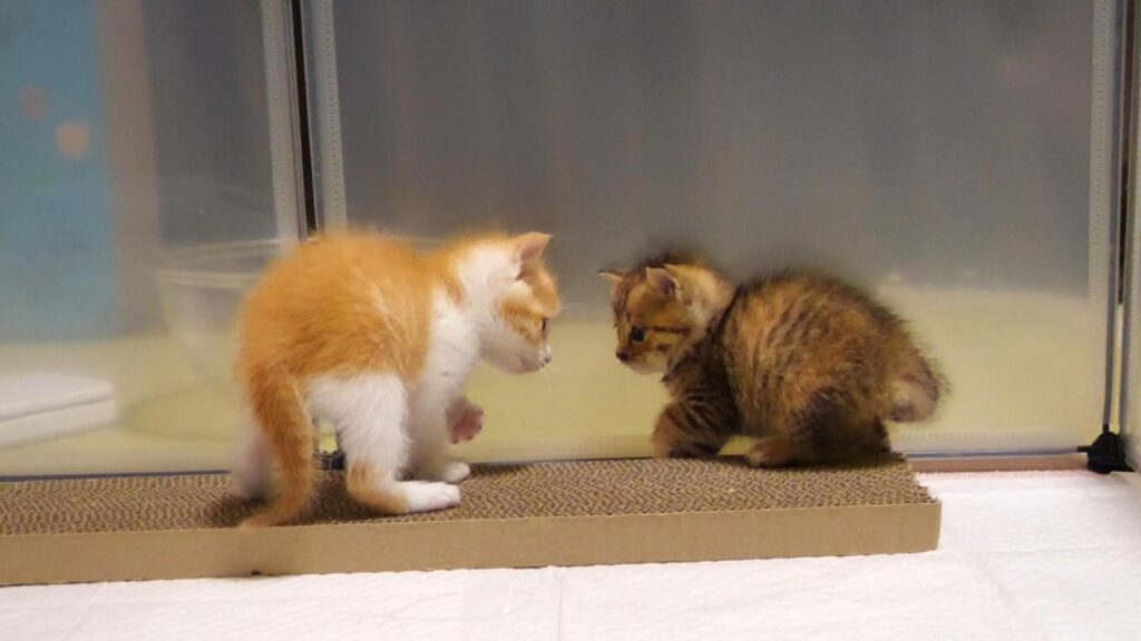子猫のニャーニャー隊員の茶っくんときーちゃんがお腹いっぱいの後はやんのかステップ風にじゃれ合う?【赤ちゃん猫 保護猫】 子猫のニャーニャー隊員の茶っくんときーちゃんがお腹いっぱいの後はやんのかステップ風にじゃれ合う?【赤ちゃん猫 保護猫】