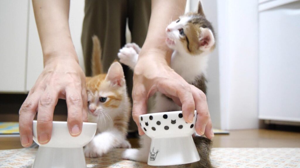食いしん坊子猫達のごはんは大騒ぎです【赤ちゃん猫 保護猫】 食いしん坊子猫達のごはんは大騒ぎです【赤ちゃん猫 保護猫】