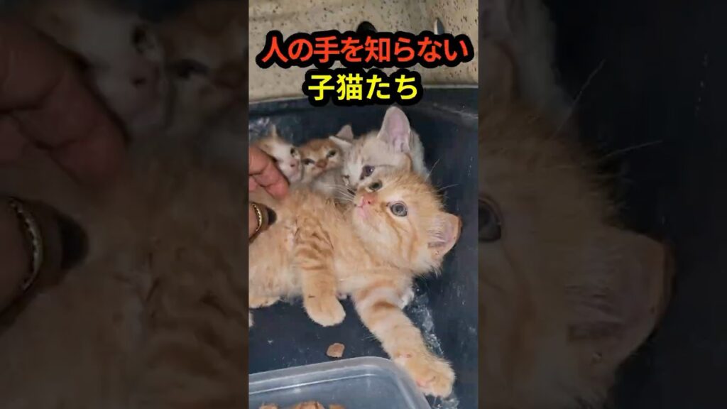 人の手を知らない子猫…初めて触れた優しさに少しずつ変化が