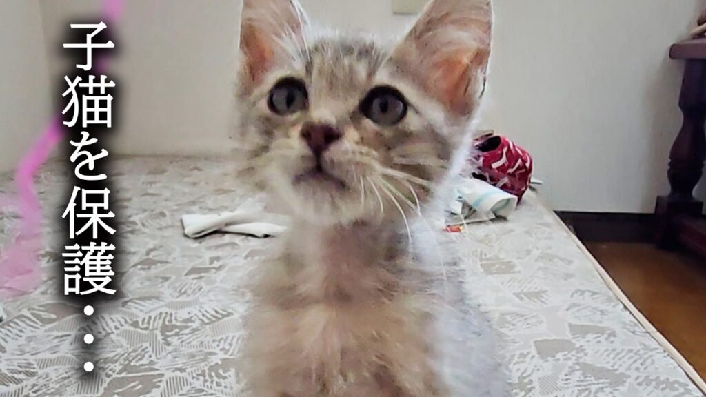 【緊急】子猫を一時保護しました… 【緊急】子猫を一時保護しました...