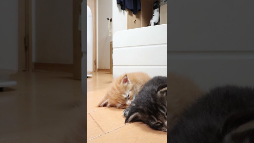 レッドのメインクーン天帝君ご予約頂きました