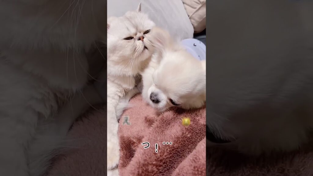 仲良しだけど超短縮洗顔をペルシャの弟にして満足な愛犬チワワと短すぎて不満なペルシャ猫🐾　#shorts