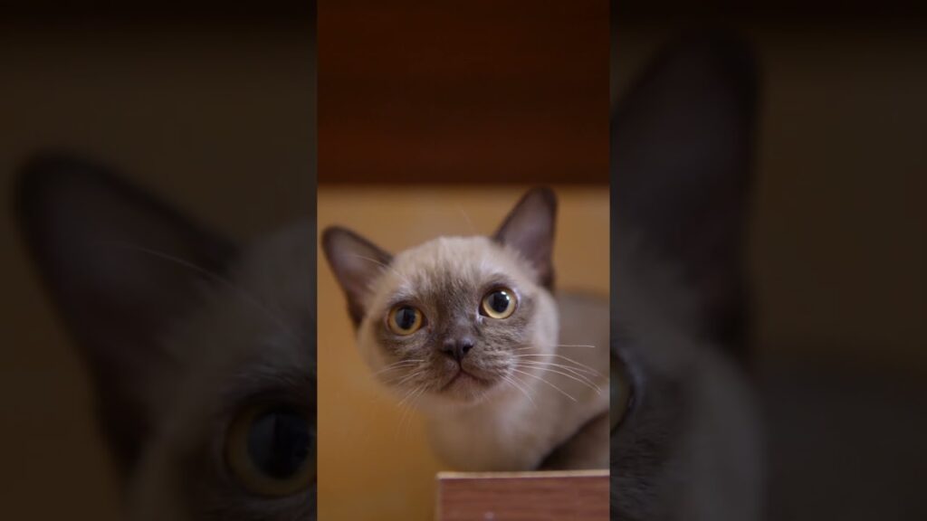 Котик окраса шампань #shorts #kitty #бурма #котята Котик окраса шампань #shorts #kitty #бурма #котята