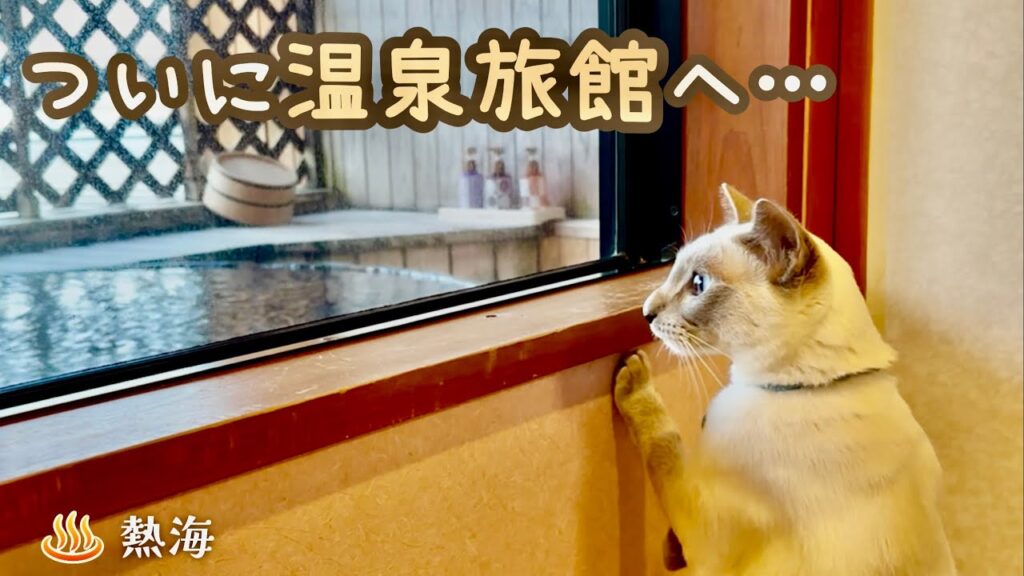 温泉旅館に来た甘えん坊猫、最初は少しドキドキでした 温泉旅館に来た甘えん坊猫、最初は少しドキドキでした