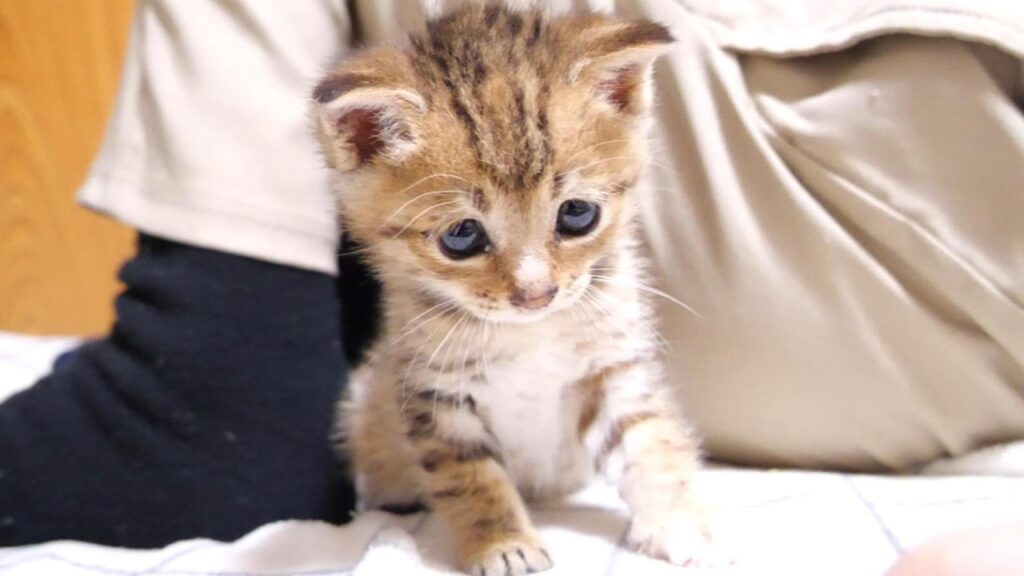 「ニャルル」とうなりながら遊ぶ子猫がカワイイ【赤ちゃん猫 保護猫】 「ニャルル」とうなりながら遊ぶ子猫がカワイイ【赤ちゃん猫 保護猫】