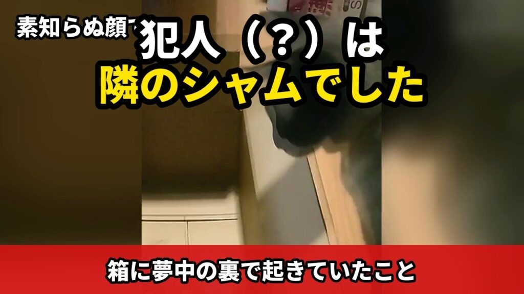 「犯人（？）は隣のシャムでした」