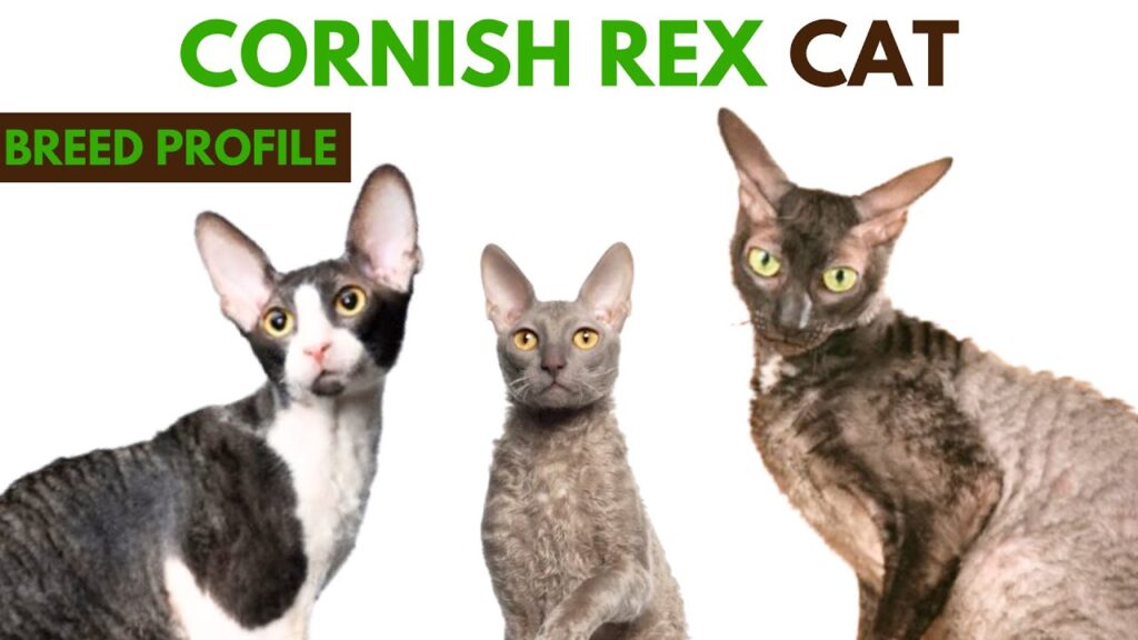 Cornish Rex Cat Breed Profile History – Traits – Price – Cornish Rex Cat Grooming Needs – Lifespan Cornish Rex Cat Breed Profile History - Traits - Price - Cornish Rex Cat Grooming Needs - Lifespan