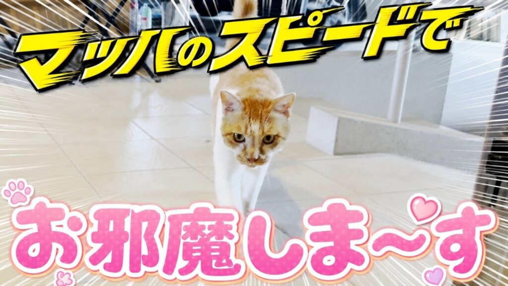 【猛暑日】庭子猫が突然家の中に入ってきました！［三毛母猫の子猫］