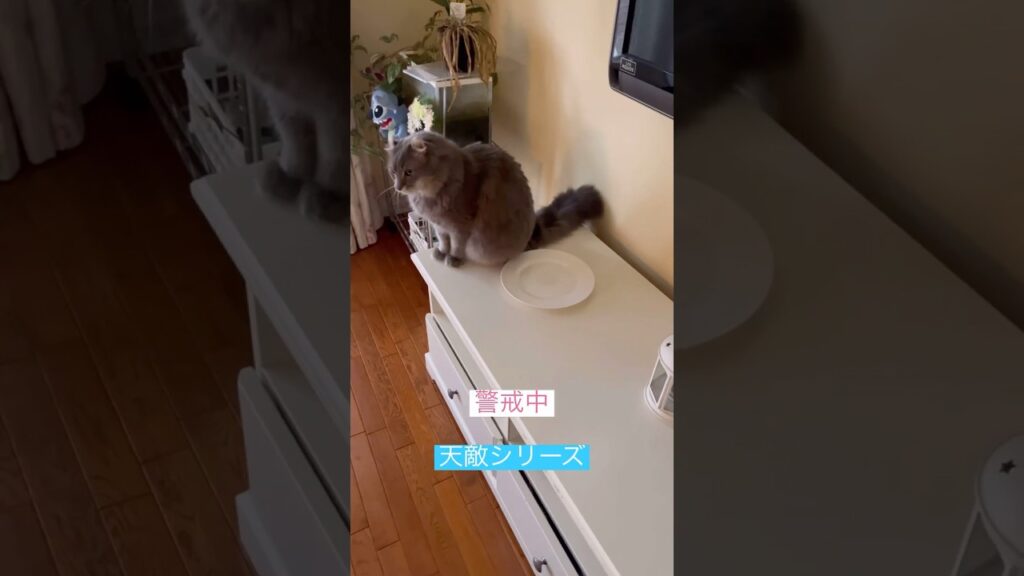 ねこ監視 #猫のいる生活 #ねこ動画  #cat #アメリカンカール #catshorts