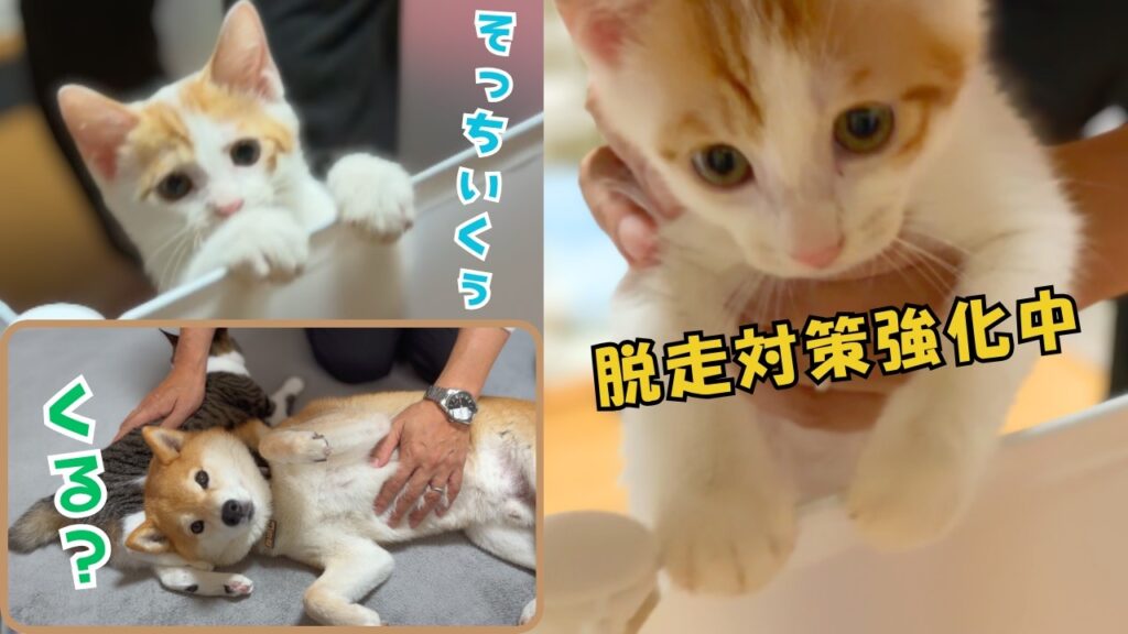 保護子猫の成長が早すぎる…あっという間にフェンスを跳び越えるようになったので２重対策しました