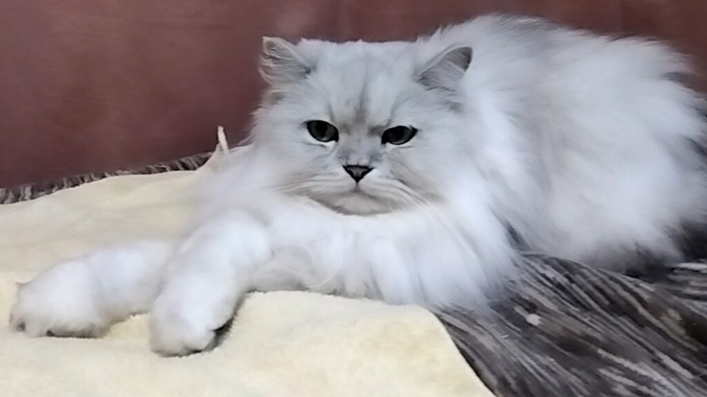 ペルシャ猫　手をクロス　シャー　不愛想　威嚇