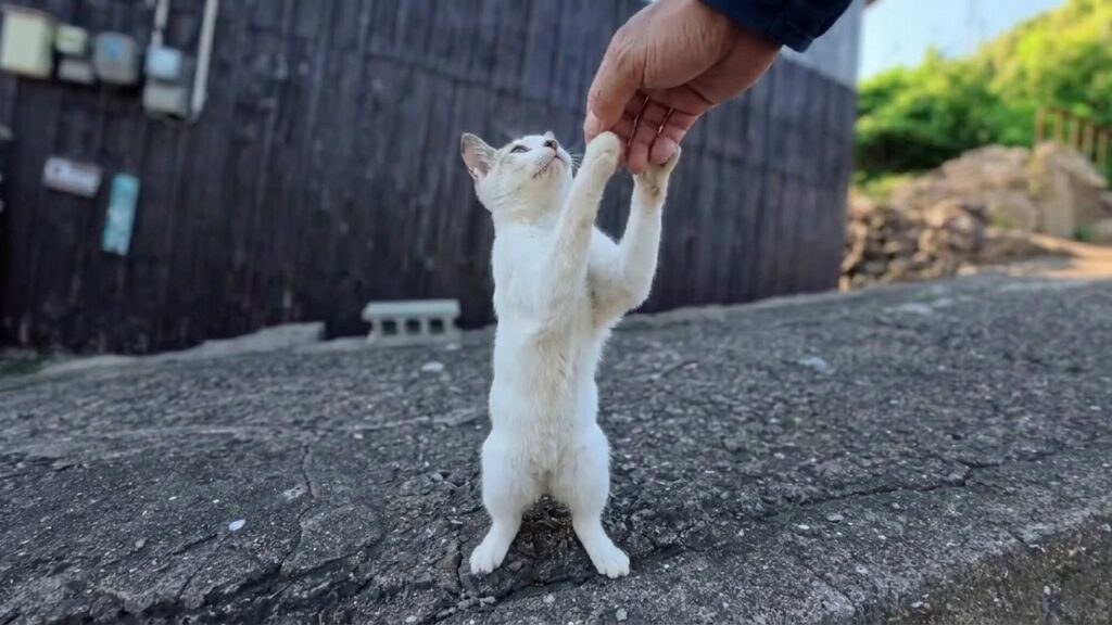 手を差し出すと伸び上がって撫でられにくる白猫ちゃんがかわい過ぎる 手を差し出すと伸び上がって撫でられにくる白猫ちゃんがかわい過ぎる