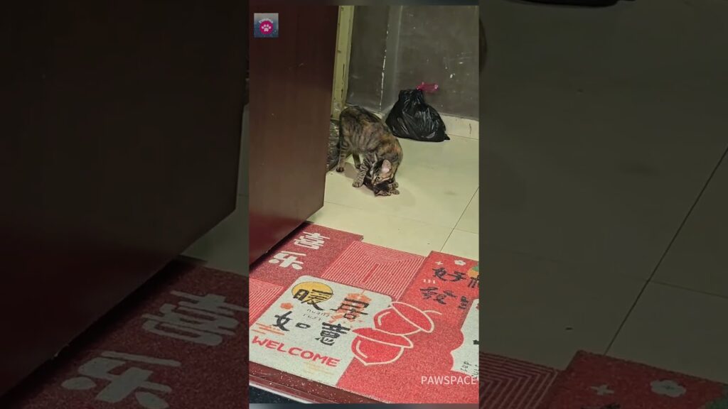 This stray mother cat moved all her kittens into my house. #cat#kitten