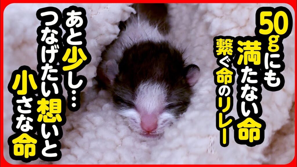 【子猫 保護】祈りと過酷な現実と…
